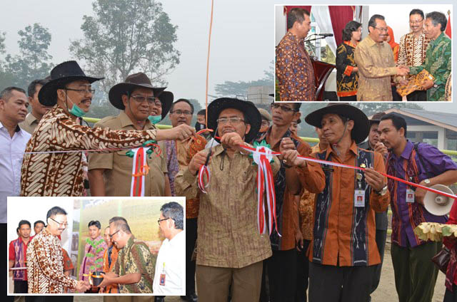 Sapi Brahman, 22 Bibit Unggulan Terbaru Diluncurkan di Sembawa